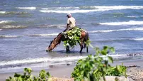Isla Ometepe: Pferd beim Trinken im Lago de Nicaragua