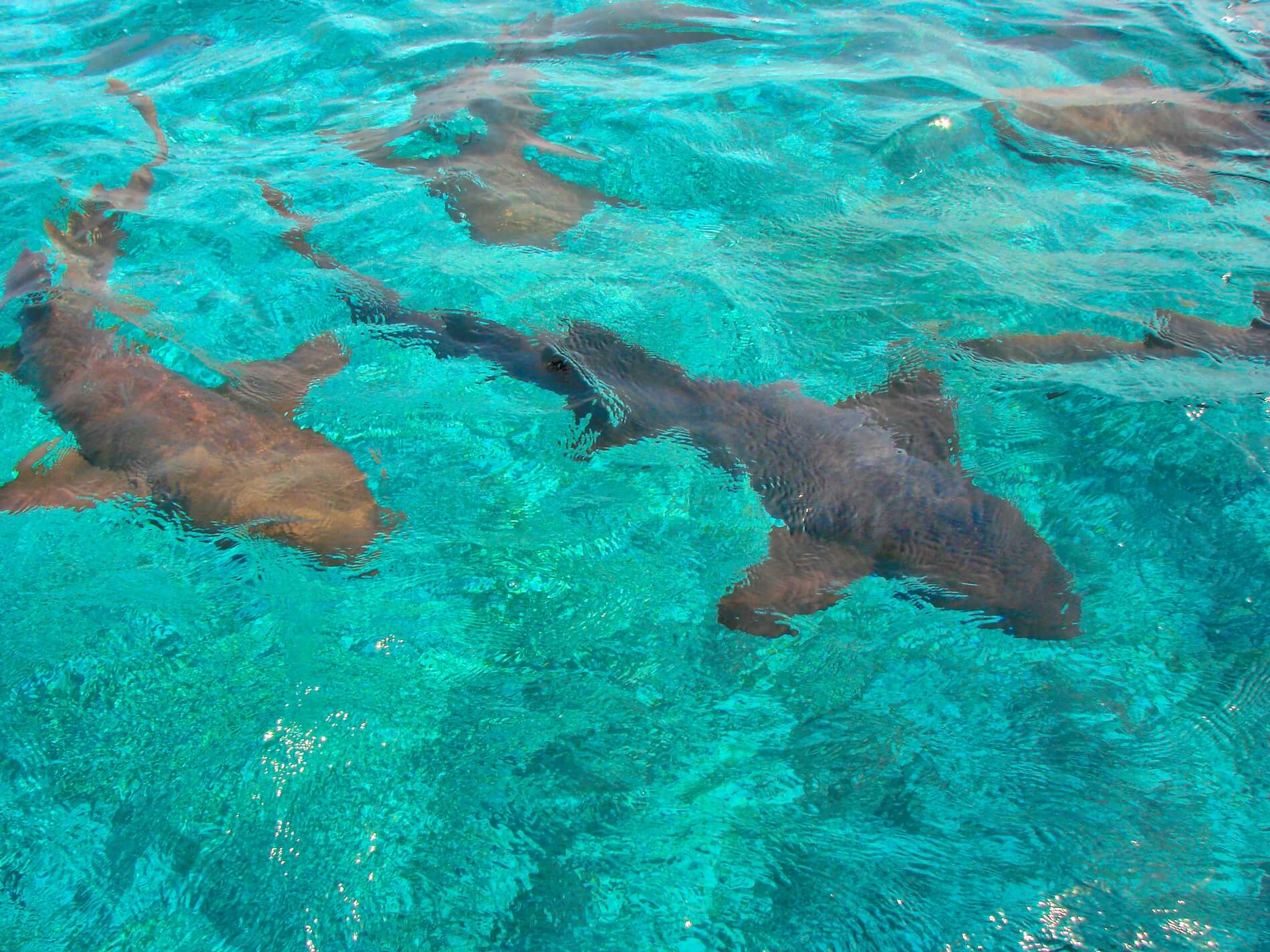 sharks on caye caulker