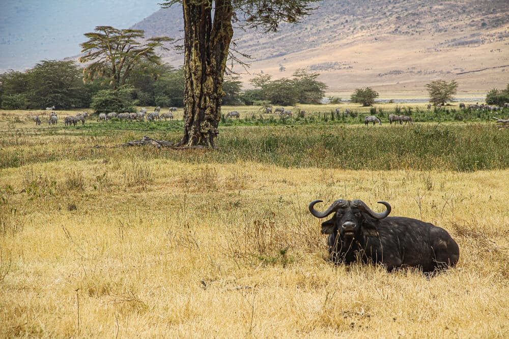 Safari in Tanzania Ngorogoro: Buffalo in gras