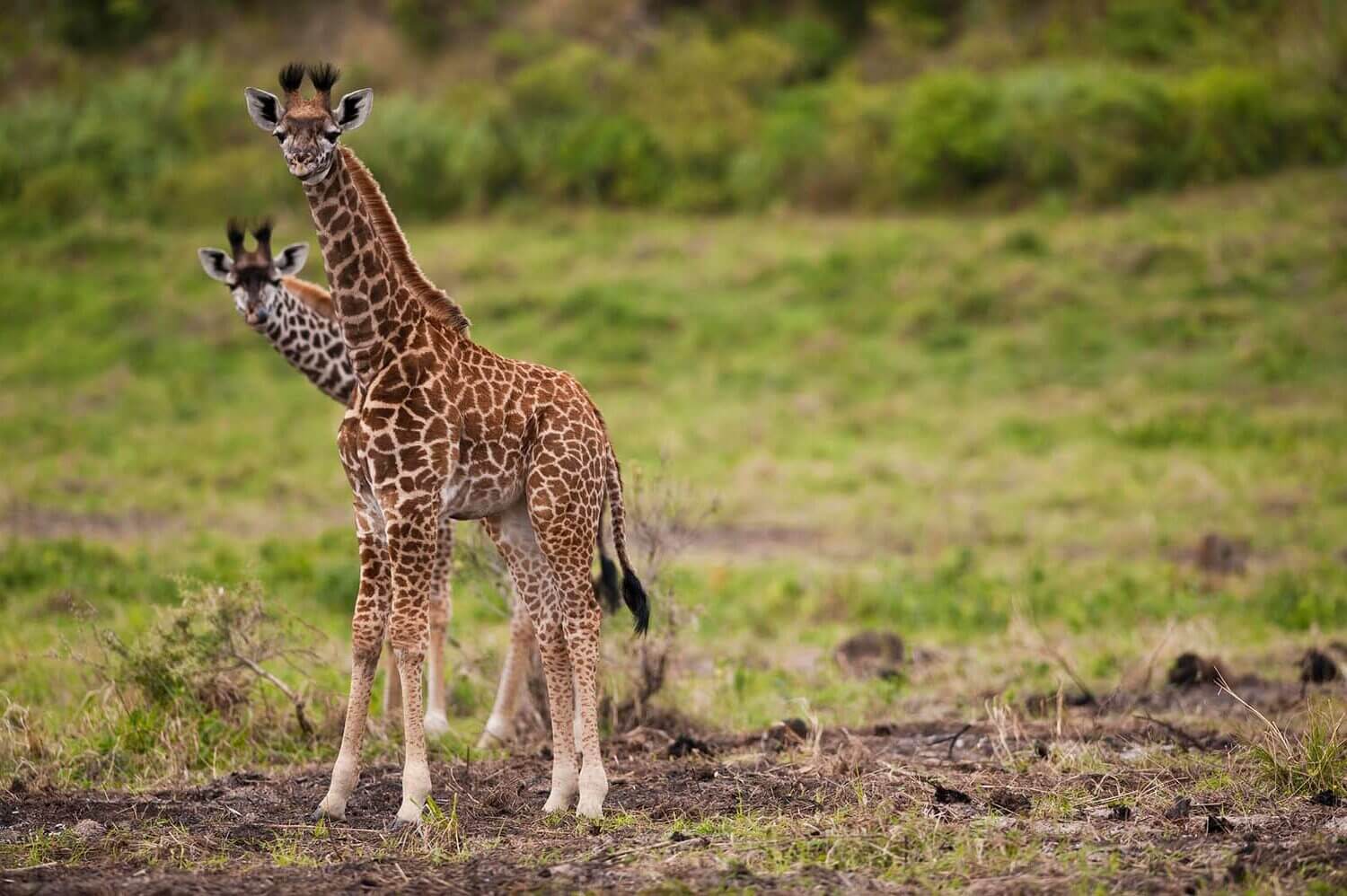 giraffe in Arusha National Park, Tanzania