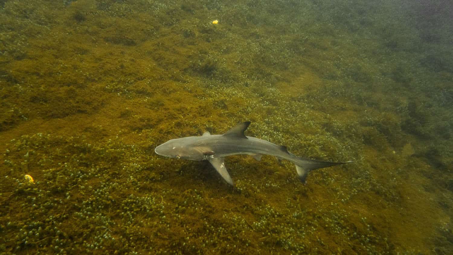 Rif shark in Las tunnels, Galapagos