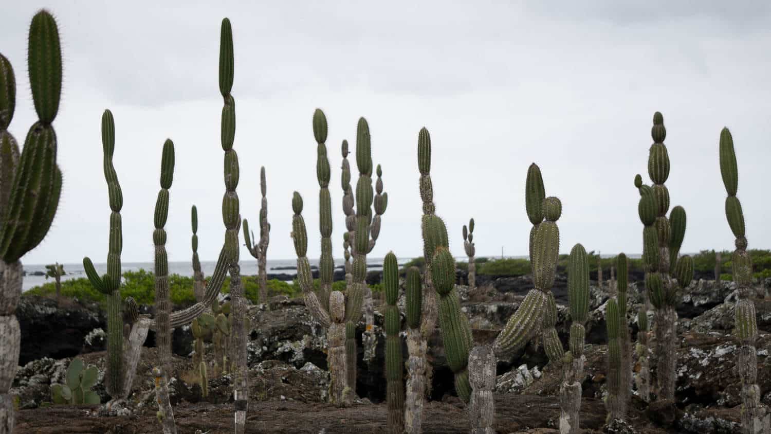 Cactus and landscape on Galapagos
