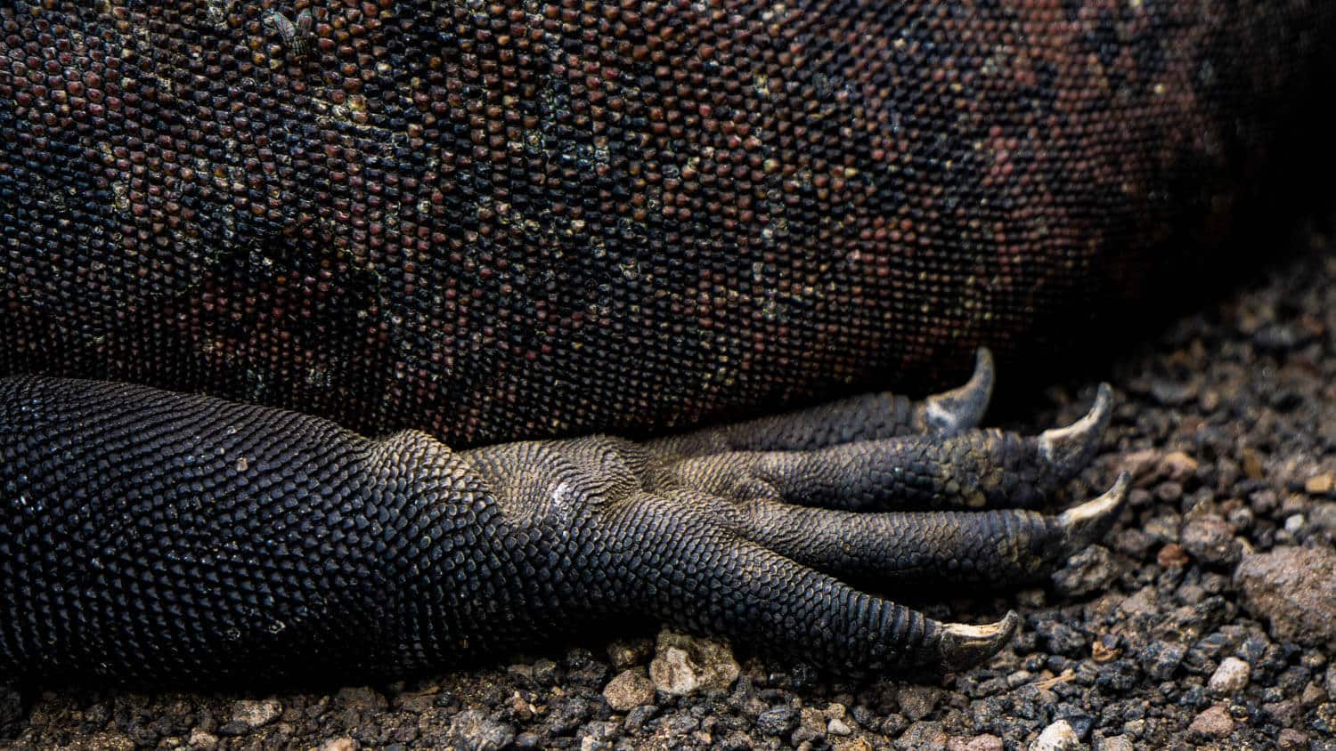 Lizard on Isla Isabella, Galapagos Islands: Close up