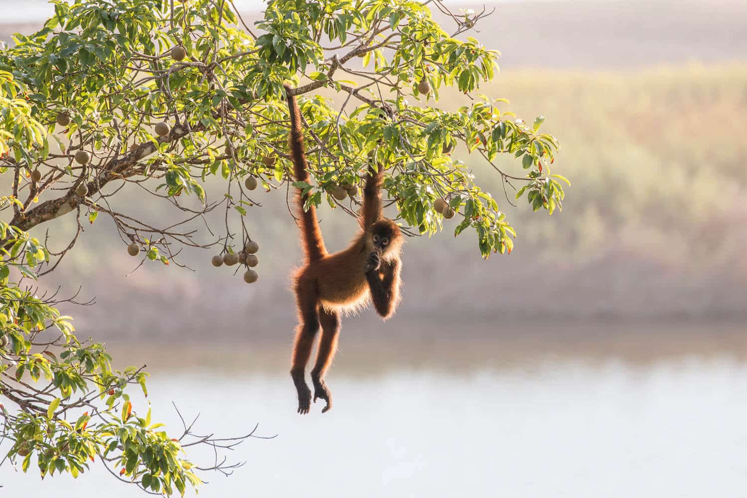 Monkey on tree in Osa Peninsula in Costa Rica