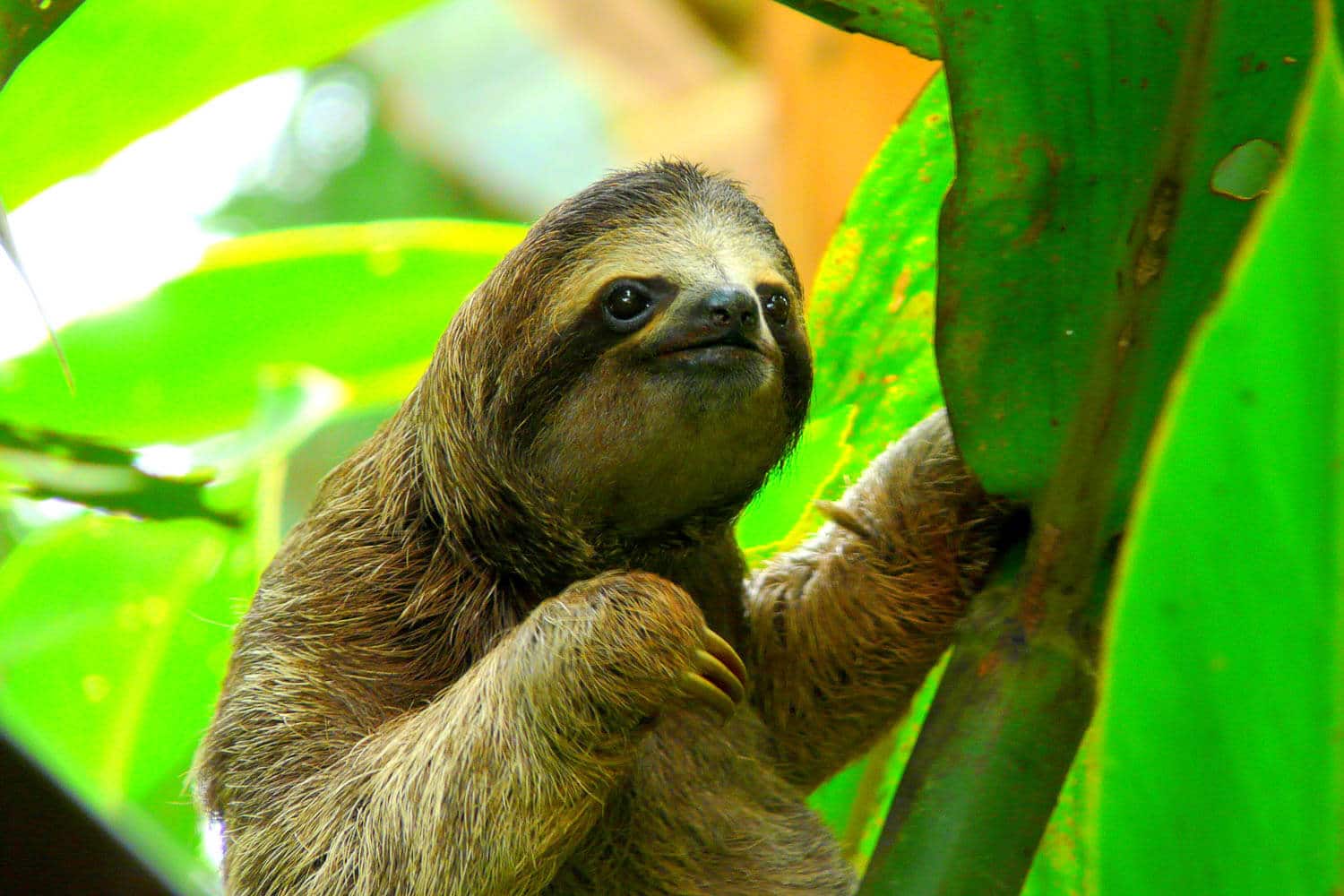 Sloths in Osa Peninsula in Costa Rica
