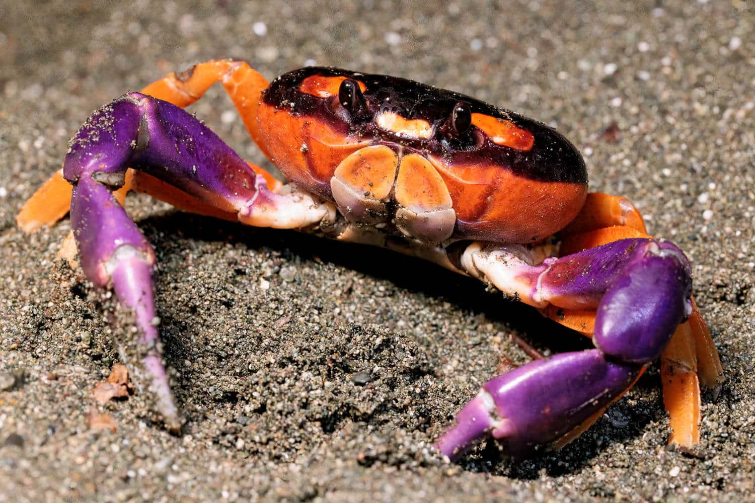 colorful crab in Osa Peninsula in Costa Rica