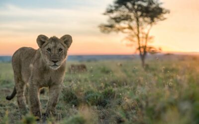 Safari | Una experiencia de vida salvaje única en la vida