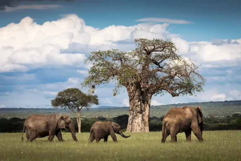 Tarangire National park