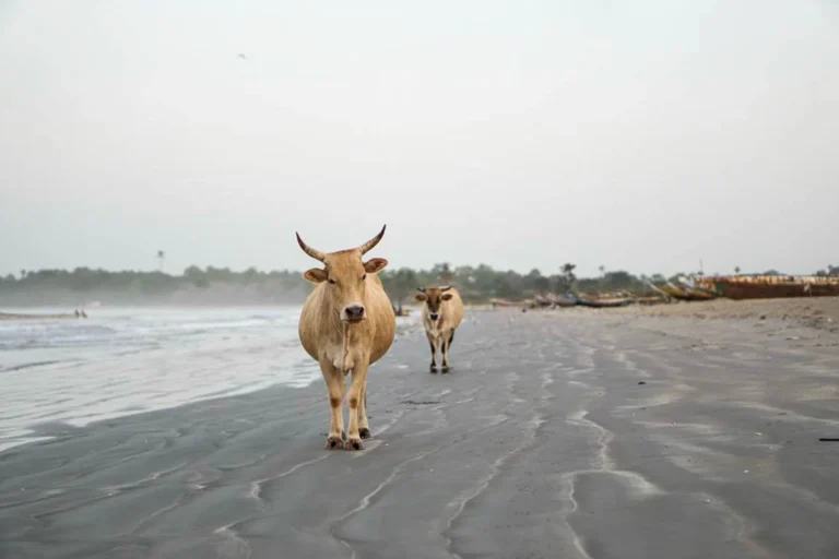 Kühe am Strand im südlichen Gambia