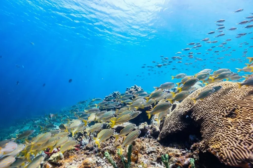 Anse Cochon in St Lucia: underwaterworld