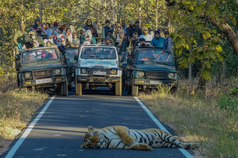 Wildlife Tourism: How to Tell Conservation From Animal Exploitation